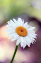 White single flower close up macro daisy chamomile head and petals with an organic natural warm tone background