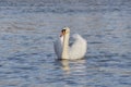 White single swan in lake