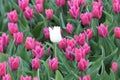 White single tulip between the pink tulips in a flowerbulb field in Nieuwe-Tonge Royalty Free Stock Photo