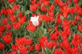 White single tulip between red tulips in rows on flower bulb field in Noordwijkerhout in the Netherlands Royalty Free Stock Photo