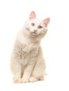 White sitting turkish angora cat sitting and leaning forward to look in the camera Royalty Free Stock Photo