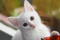 White, six weeks old kitten playing