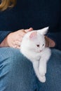 White, six weeks old kitten resting