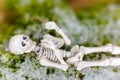 White skeleton dead body bone rests on moss with snow during win