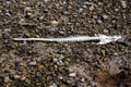 White skeleton of a fish on a dark rock surface of a beach. Scary sea monster. Ecology problem of drying lakes and rivers Royalty Free Stock Photo