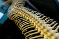 The skeleton of snake back background Royalty Free Stock Photo