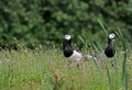 White-skinned goose keeps an eye