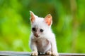 White skinny cat on a green nature background.
