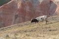 White skinny cow on a mountainside