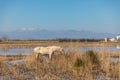 White, skinny and dirty horse on swampy field with snowy mountain in the background