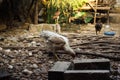 House farm white skinny hen eating food