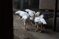 House Farm white skinny hen eating food Royalty Free Stock Photo