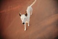 White skinny stray dog with brown ears