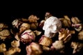 White skull with an engraving surrounded by dried roses on a black background