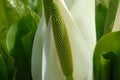 White skunk cabbage flower, close up Royalty Free Stock Photo