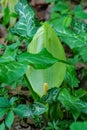 White Skunk Cabbage - Lysichiton camtschatcensis Royalty Free Stock Photo