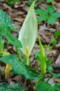 White Skunk Cabbage - Lysichiton camtschatcensis Royalty Free Stock Photo