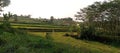 white sky in the top of large rice field