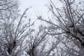 White sky with tree branches and Christmas trees. Royalty Free Stock Photo