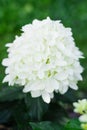 White Skyfall Hydrangea with Elongated Cone Bloom Royalty Free Stock Photo