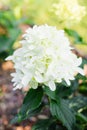 White Skyfall Hydrangea in Full Summer Bloom Royalty Free Stock Photo