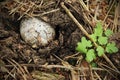 White snail shell on the ground with green grass Royalty Free Stock Photo