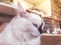 White sleepy cat sits on the bed. cute cat, fluffy animal with white fur. blue-eyed kitten with a black nose and long whiskers. Royalty Free Stock Photo