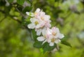 White and slightly pink colored apple blossoms