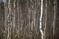 White slim birch trees in the forest Royalty Free Stock Photo