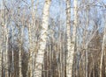 White slim birch trees in the forest Royalty Free Stock Photo
