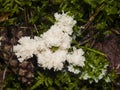 White slime mold in moss close-up, selective focus, shallow DOF Royalty Free Stock Photo