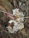 A White, slimy fungus growing on the tree