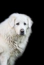 White slovak cuvac dog isolated on black background