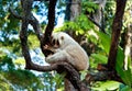 White slow loris monkey