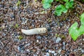 White Slug in Forest