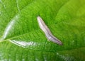 White Slug on a green leaf