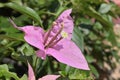 A white, small actual Bougainvillea flower blooms middle of the lavender false petals