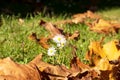 Two white daisys growing in the green grass with some orange autumn leaves Royalty Free Stock Photo