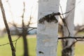 White small birch tree in spring with evening sun in background