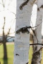 White small birch tree in spring with evening sun in background