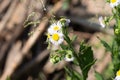 White small chamomile on a stem Royalty Free Stock Photo