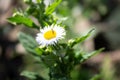 White small chamomile on a stem Royalty Free Stock Photo