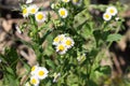 White small chamomile on a stem Royalty Free Stock Photo