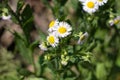 White small chamomile on a stem Royalty Free Stock Photo