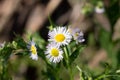 White small chamomile on a stem Royalty Free Stock Photo