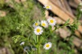 White small chamomile on a stem Royalty Free Stock Photo