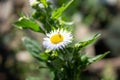 White small chamomile on a stem Royalty Free Stock Photo