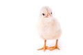 Little chicken looks curios Royalty Free Stock Photo