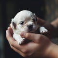 White small cute puppy on the chold hands. generative ai