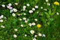 White small daisies in the green grass in the morning Royalty Free Stock Photo